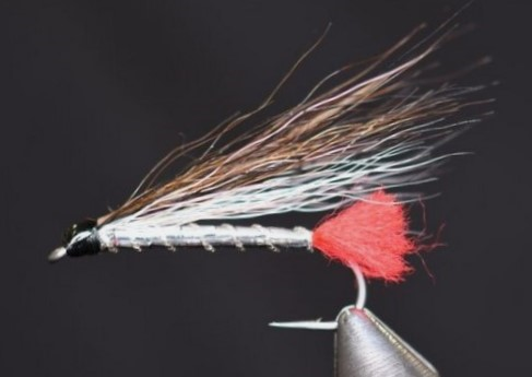 Blacknose Dace