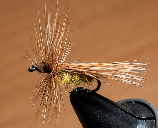 Clase 7: – Caddis palito – Caddis adulta (Tricóptera)