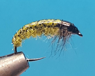 Larva de caddis